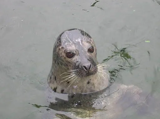 Der Muehlenhof Gasthuis Westerdeichstrich
